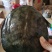 纯正广西外塘黄沙鳖，自小到大冷水养殖，自然过冬