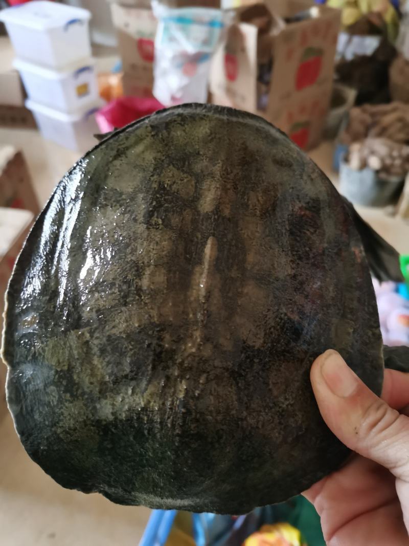 纯正广西外塘黄沙鳖，自小到大冷水养殖，自然过冬