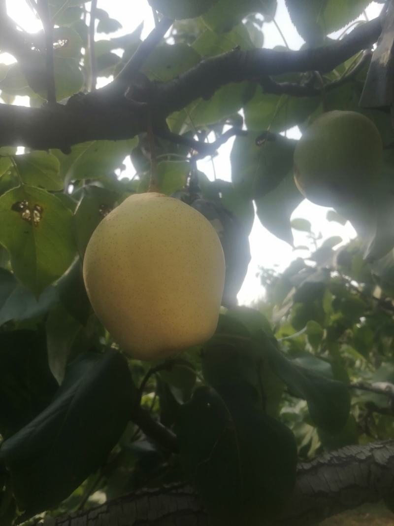 鸭梨大量下树