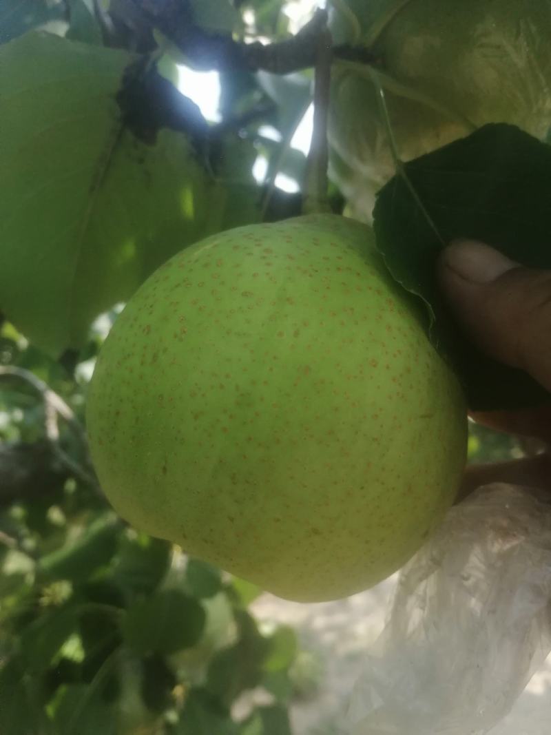 鸭梨大量下树