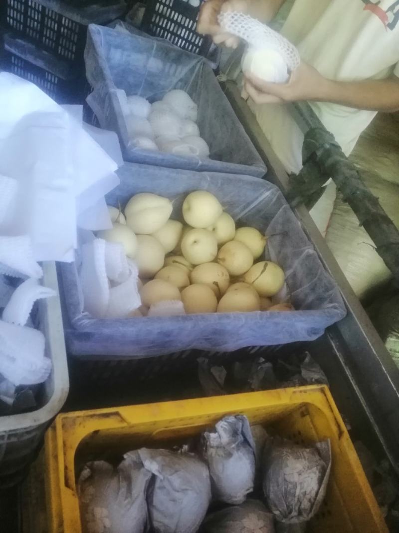 鸭梨大量下树