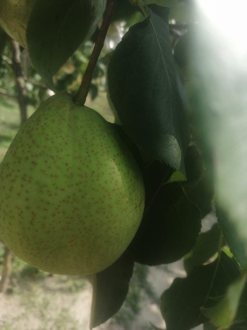 鸭梨大量下树