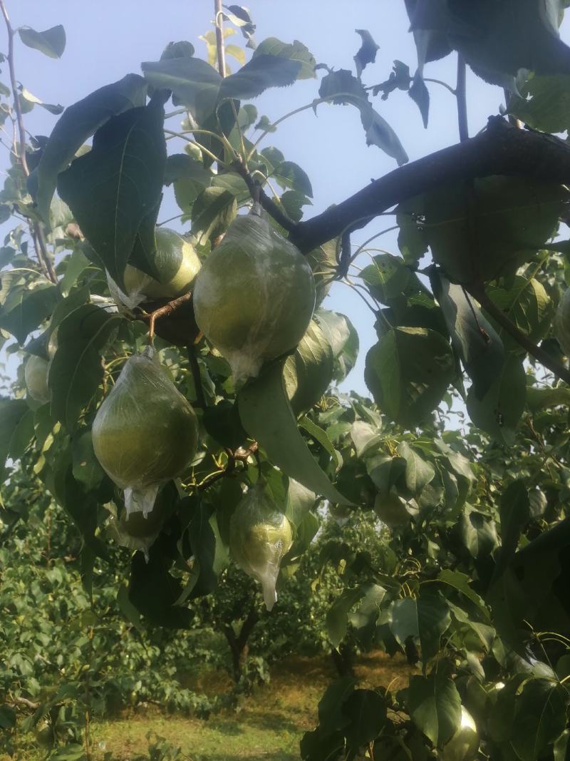 鸭梨大量下树