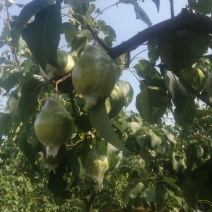 大鸭梨大量下树