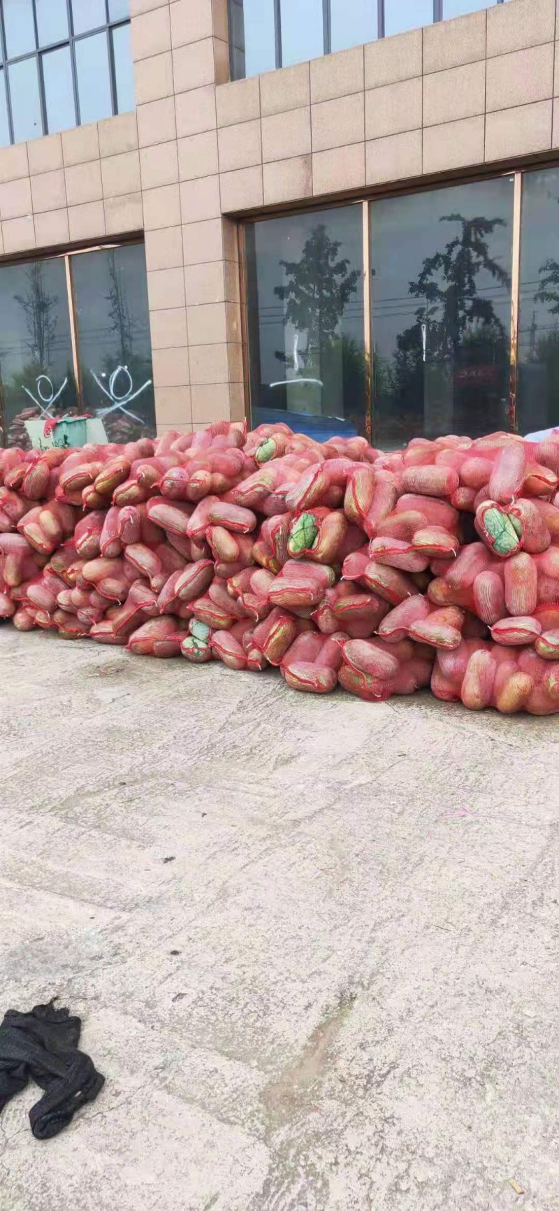 小棒瓜水果冬瓜大量供应