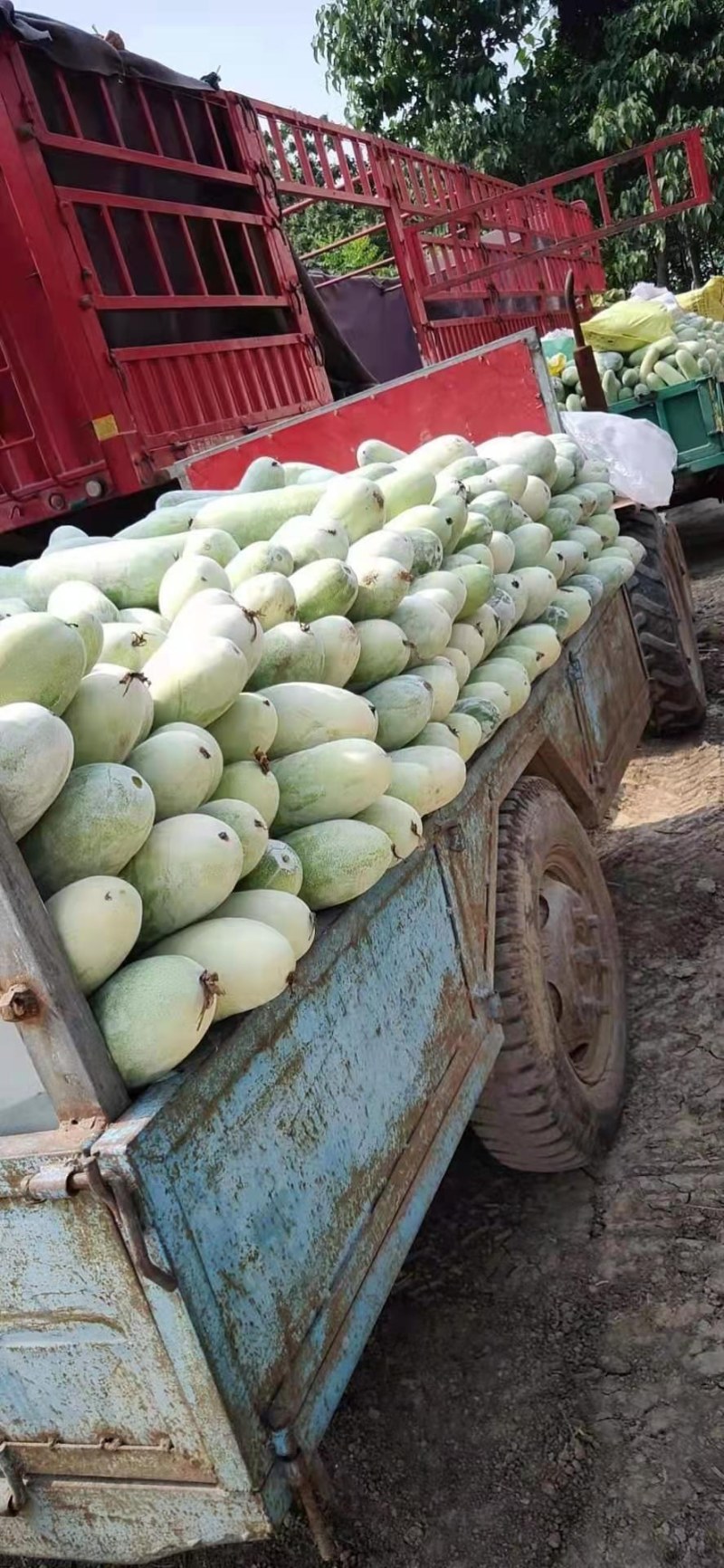 小棒瓜水果冬瓜大量供应