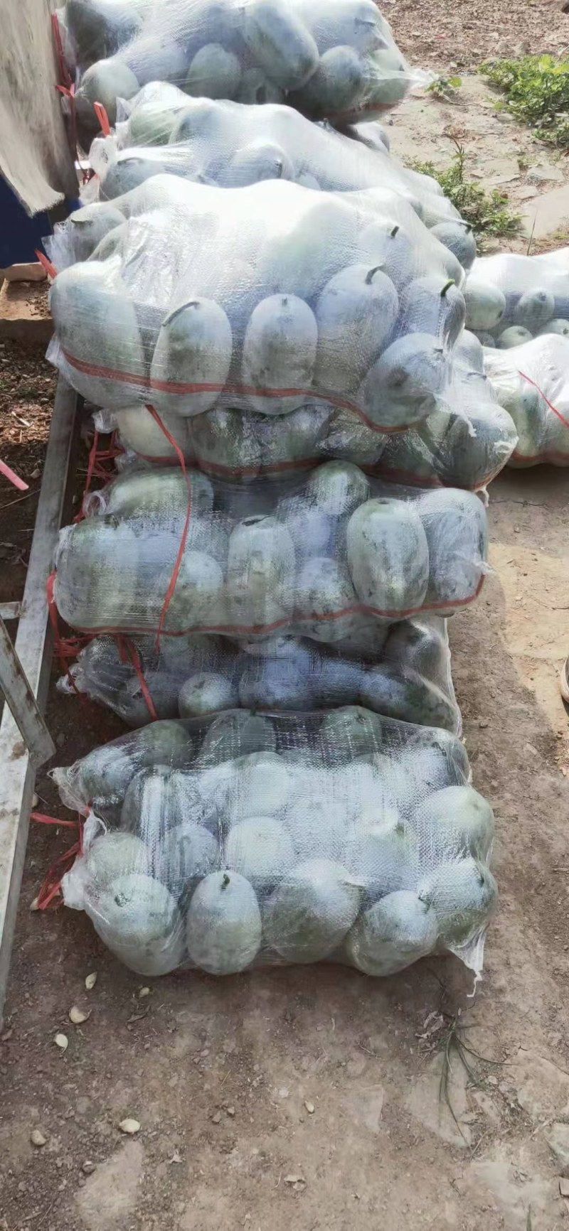 小棒瓜水果冬瓜大量供应
