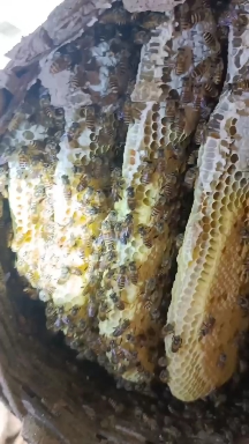 土蜂蜜，百花蜜