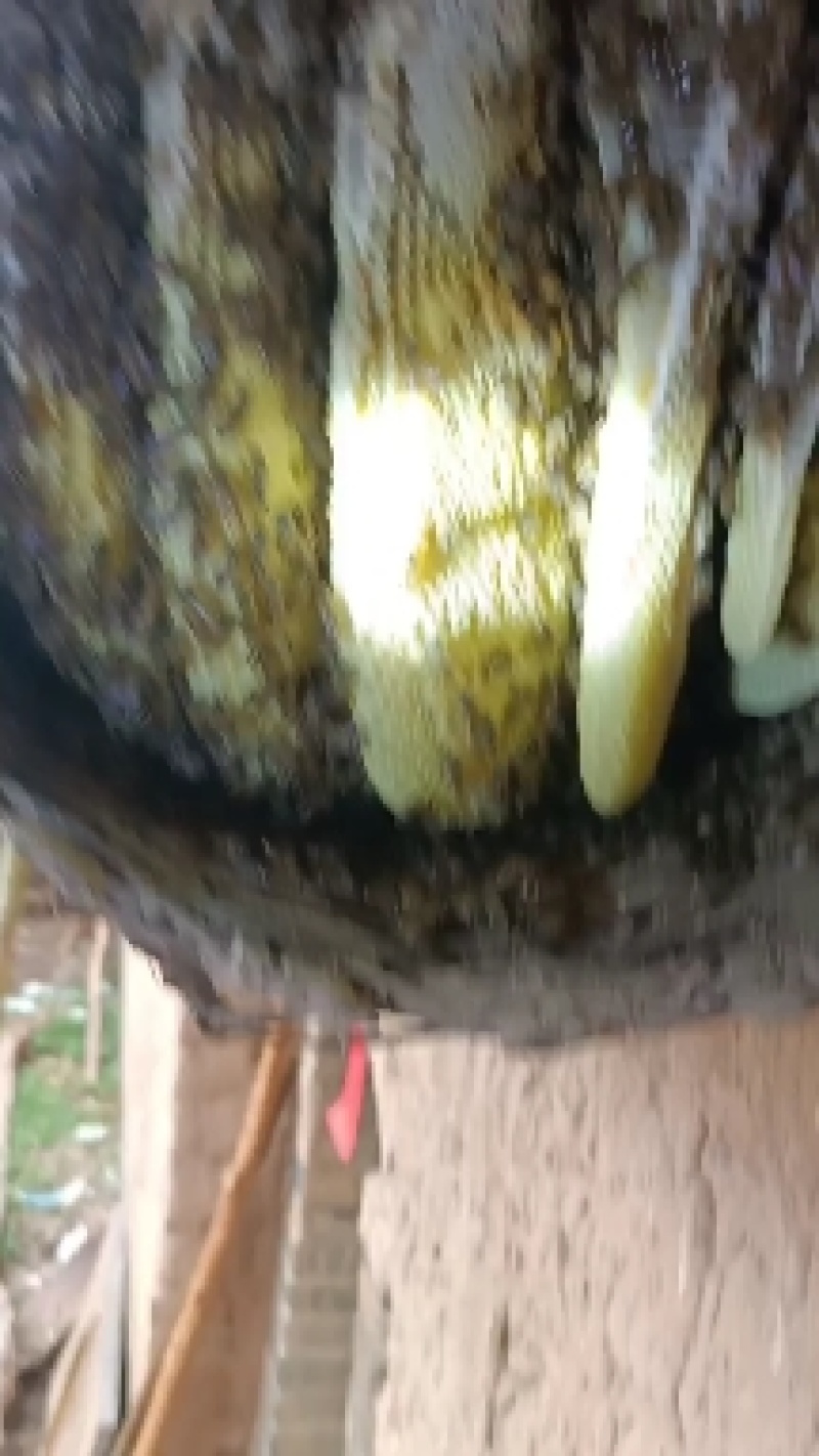 土蜂蜜，百花蜜