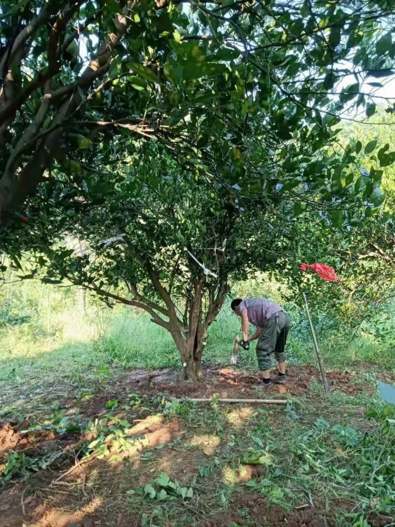 江西九江柴源出售香橼、香柚等树苗/林木树苗/原生态树苗