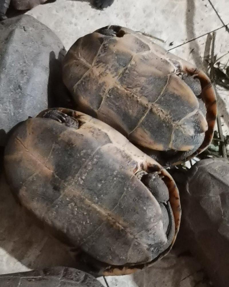 老种龟，中华草龟.八年草龟