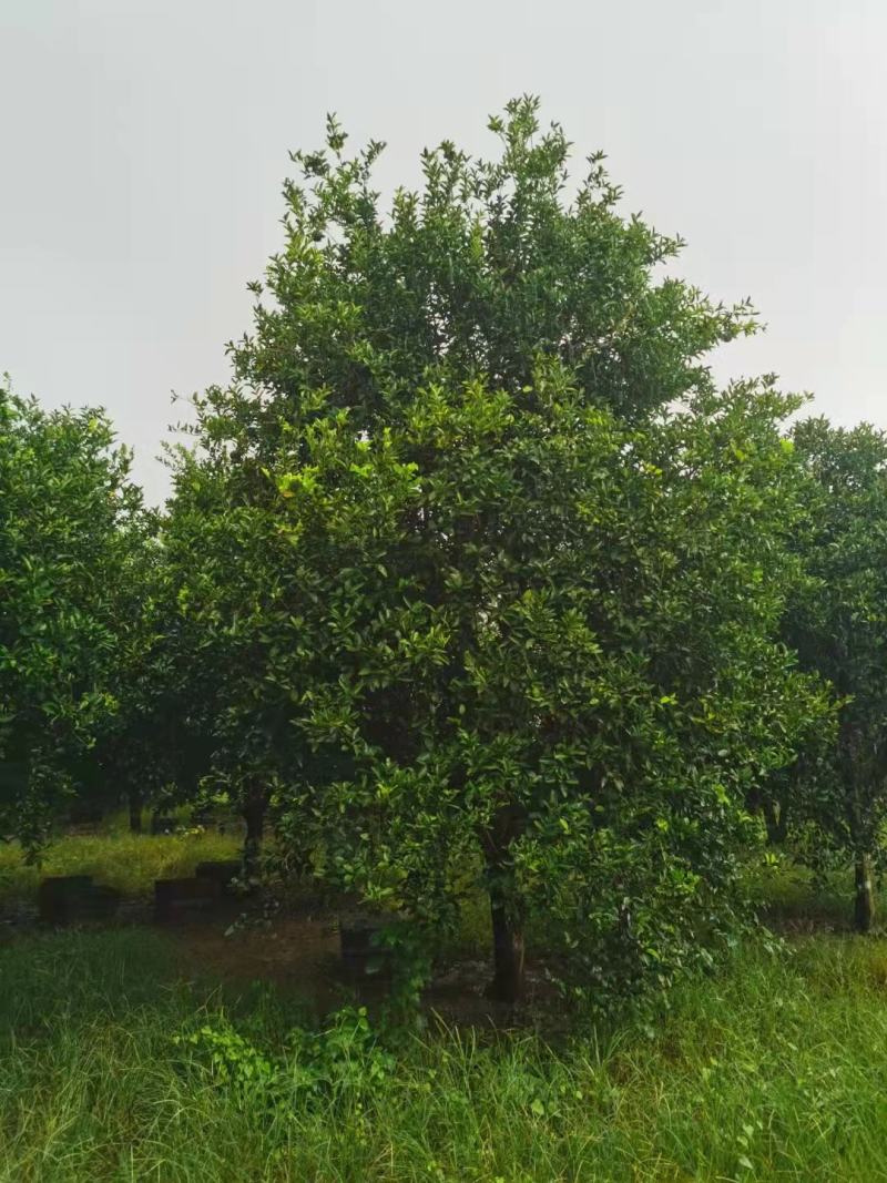 江西九江柴源出售各种香橼、香柚树苗/绿化林木/原生态树苗