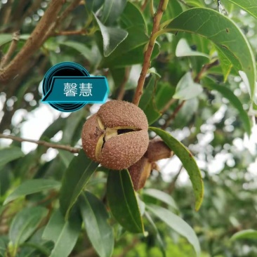 山茶花果，大量供应
