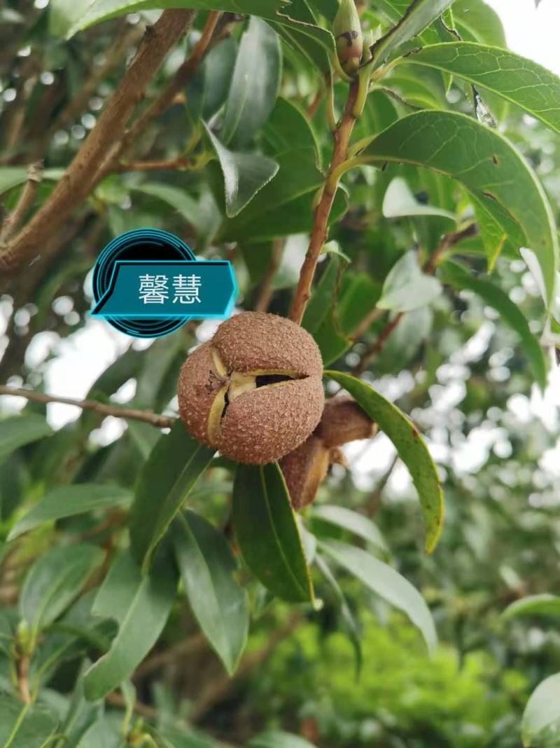 山茶花果，大量供应
