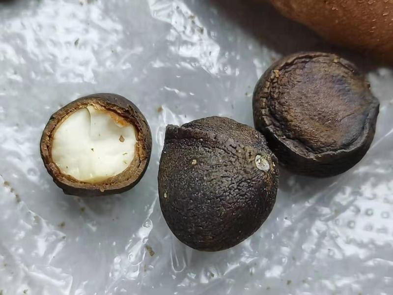 山茶花果，大量供应