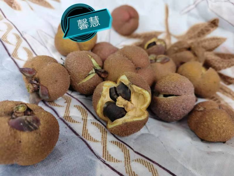 山茶花果，大量供应