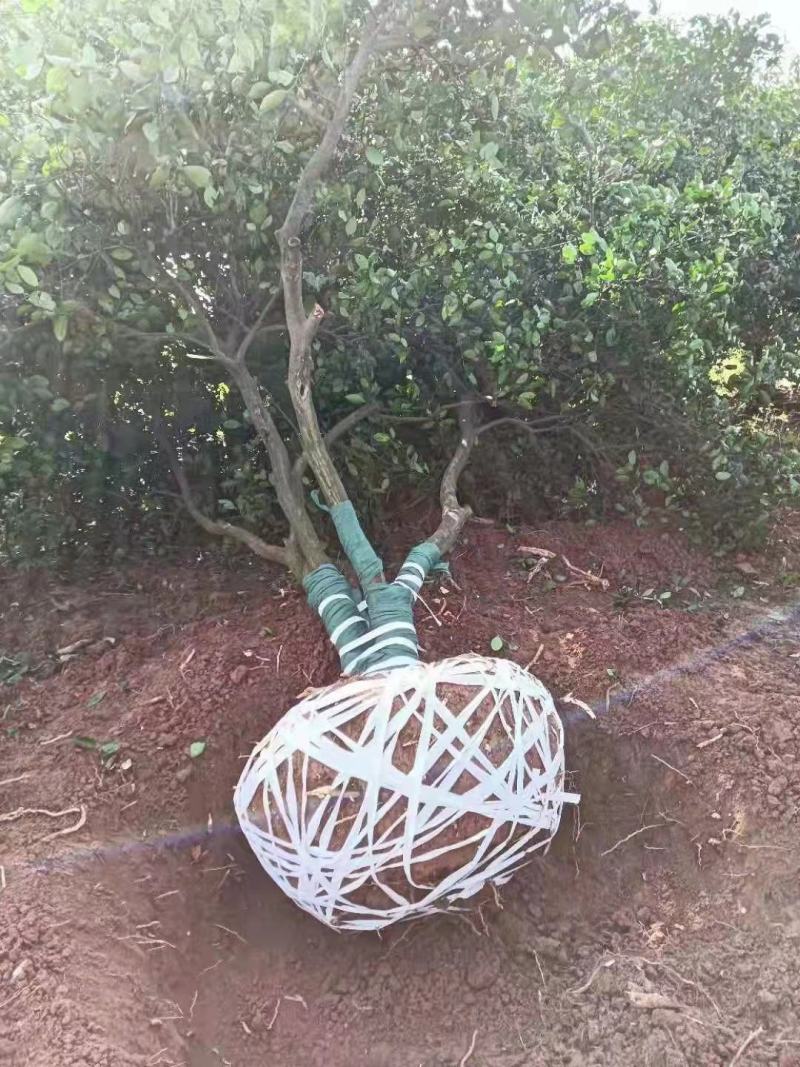 江西九江柴源出售各种香橼树苗/绿化林木/原生态树苗直销
