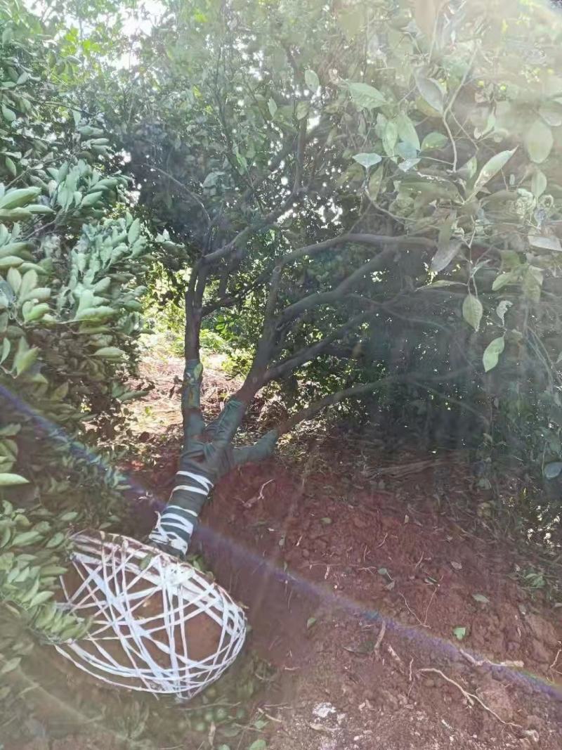 江西九江柴源出售各种规格香橼树苗/绿化苗木/原生树苗