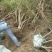 映山红树桩杜鹃树桩（夏鹃春鹃）数量5000棵直径5公分