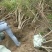 映山红树桩杜鹃树桩（夏鹃春鹃）数量5000棵直径5公分