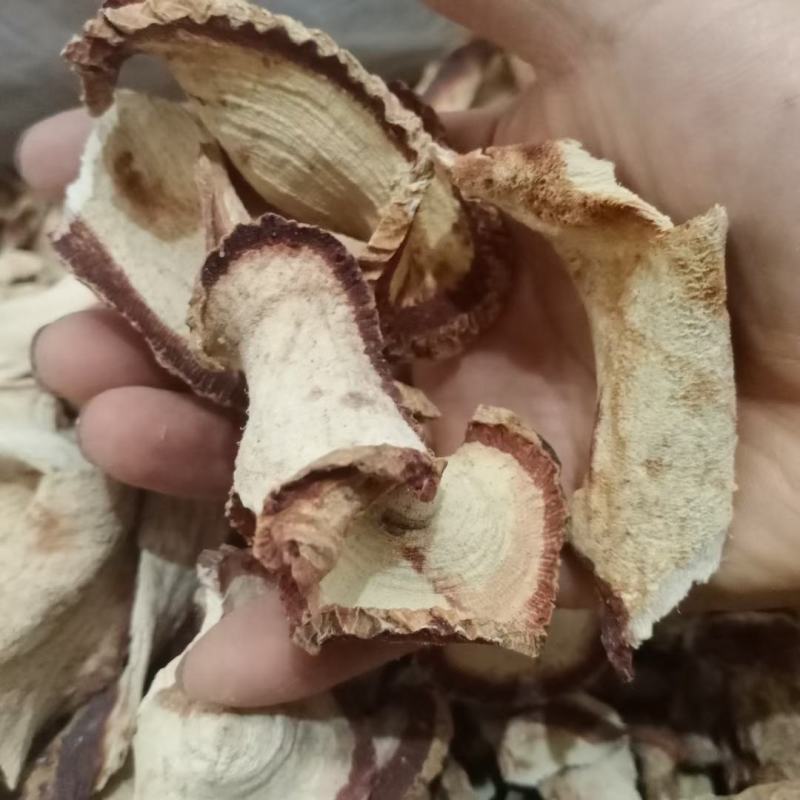 正品红葛根艳紫铆红高颗批发泰国引种红葛根一手货源