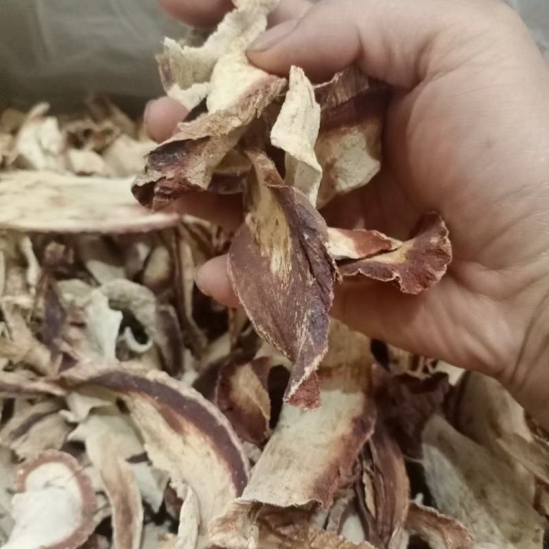 正品红葛根艳紫铆红高颗批发泰国引种红葛根一手货源