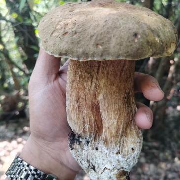 美味牛肝菌，牛肝菌干货，大量供应。价格随行