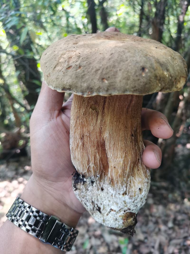 美味牛肝菌，牛肝菌干货，大量供应。价格随行