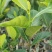 菠萝蜜果苗树菠萝马来西亚一号四季实生苗嫁接苗