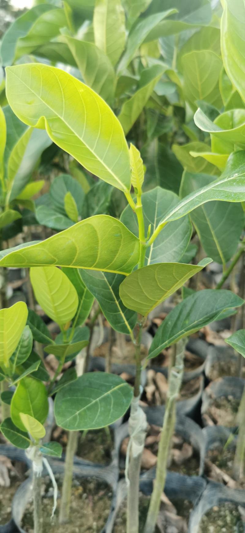 菠萝蜜果苗树菠萝马来西亚一号四季实生苗嫁接苗