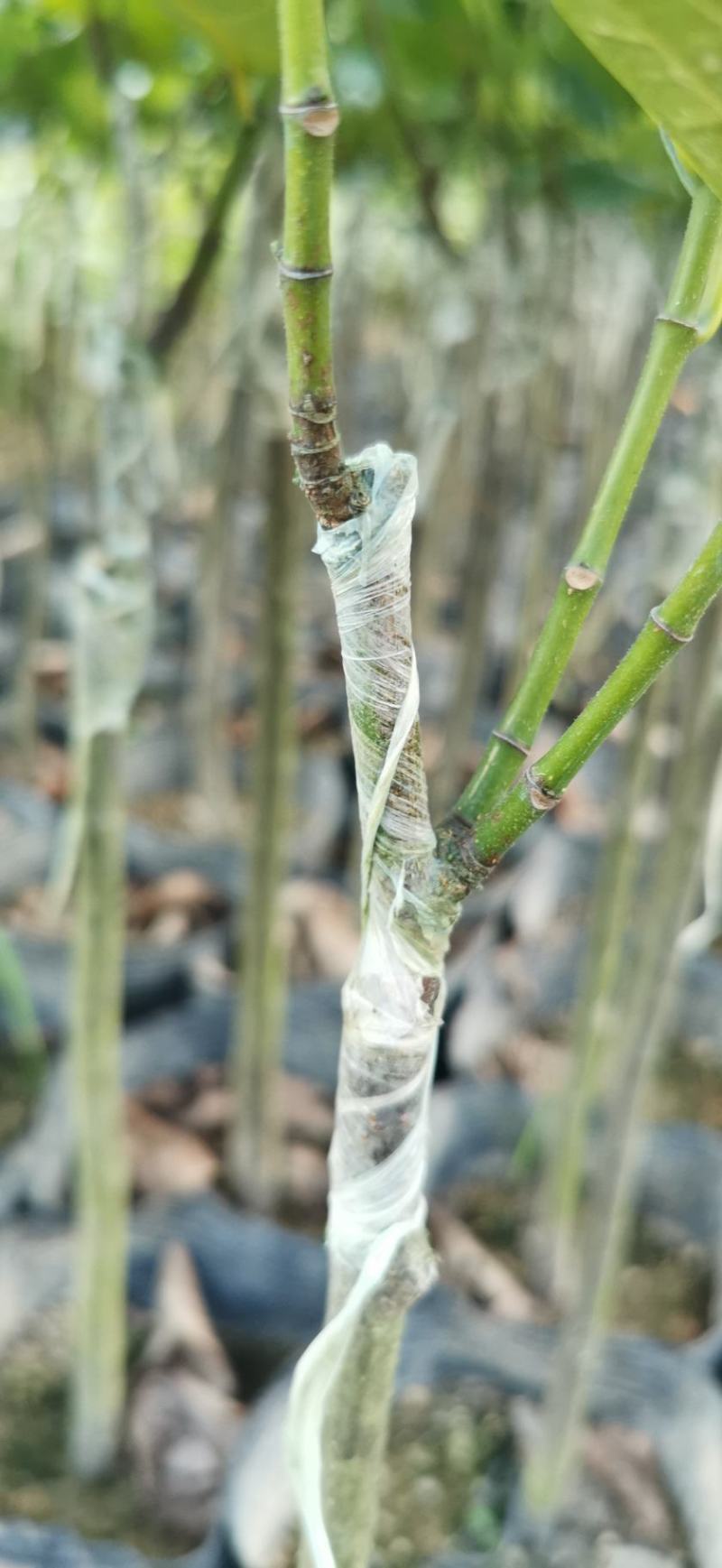 菠萝蜜果苗树菠萝马来西亚一号四季实生苗嫁接苗
