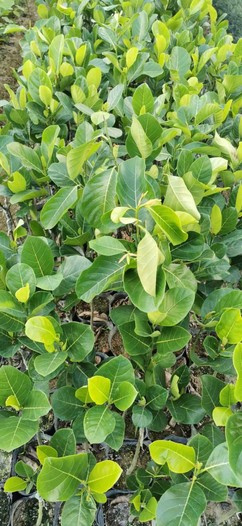 菠萝蜜果苗树菠萝马来西亚一号四季实生苗嫁接苗