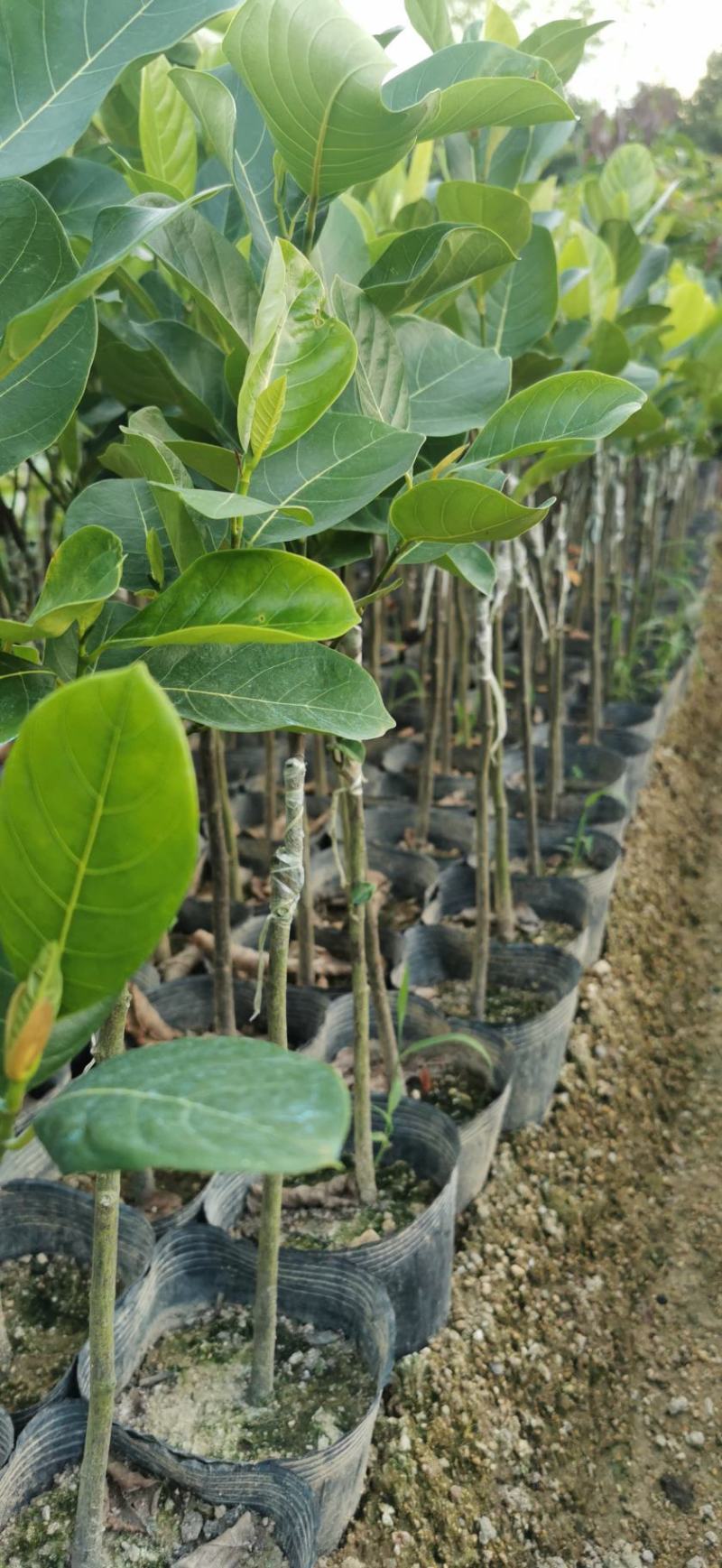 菠萝蜜果苗树菠萝马来西亚一号四季实生苗嫁接苗