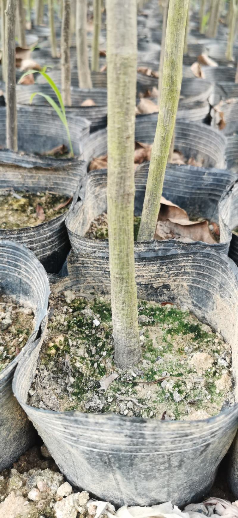 菠萝蜜果苗树菠萝马来西亚一号四季实生苗嫁接苗