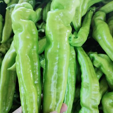 尖椒，尖椒主产区一手货源，量大质量优价格便宜！