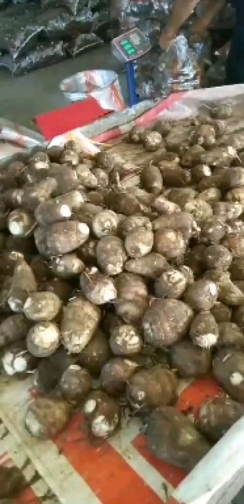 优质芋头8520芋头大量上市一手货源，保证质量全国发