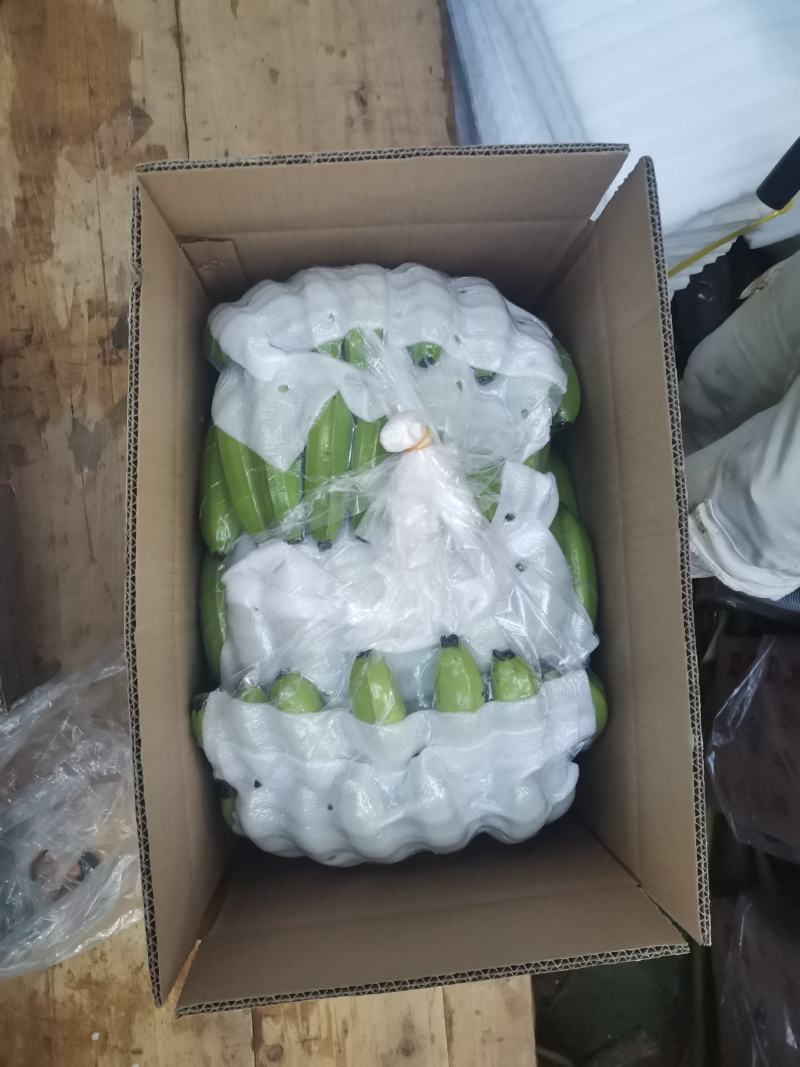 广西香蕉大量上市，欢迎各位老板对接采购，各种档次质量都有