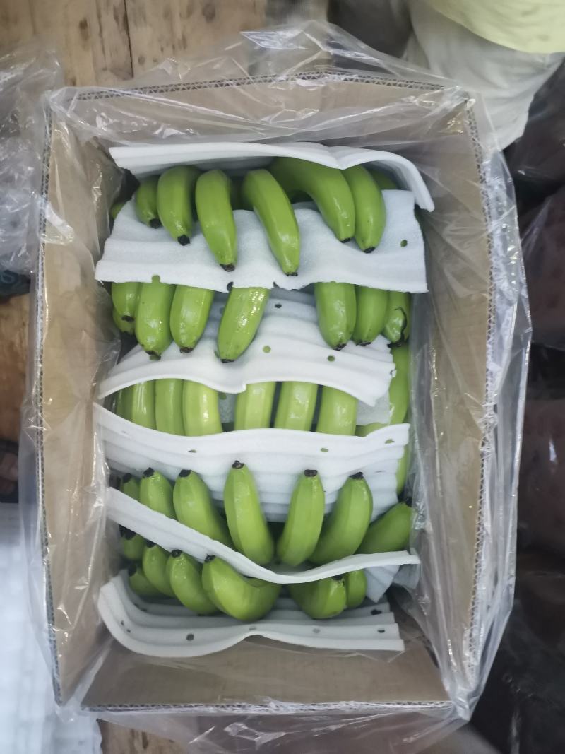 广西香蕉大量上市，欢迎各位老板对接采购，各种档次质量都有