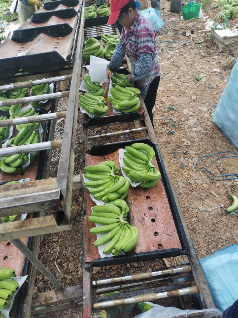 广西香蕉大量上市，欢迎各位老板对接采购，各种档次质量都有