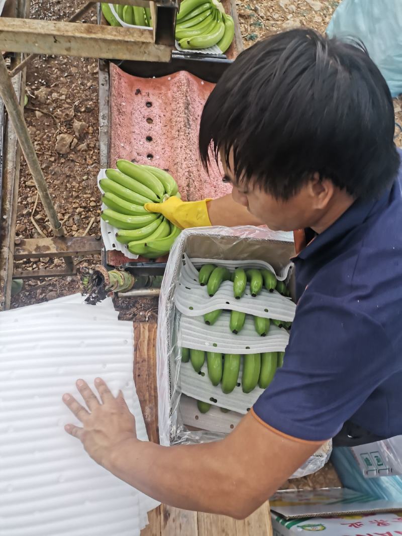 广西香蕉大量上市，欢迎各位老板对接采购，各种档次质量都有