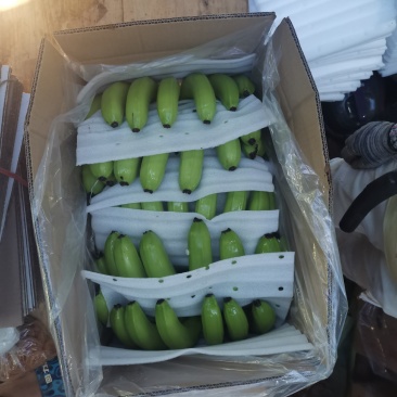广西香蕉大量上市，欢迎各位老板对接采购，各种档次质量都有