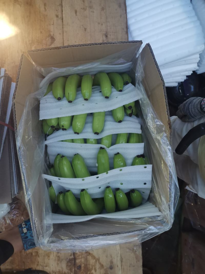 广西香蕉大量上市，欢迎各位老板对接采购，各种档次质量都有