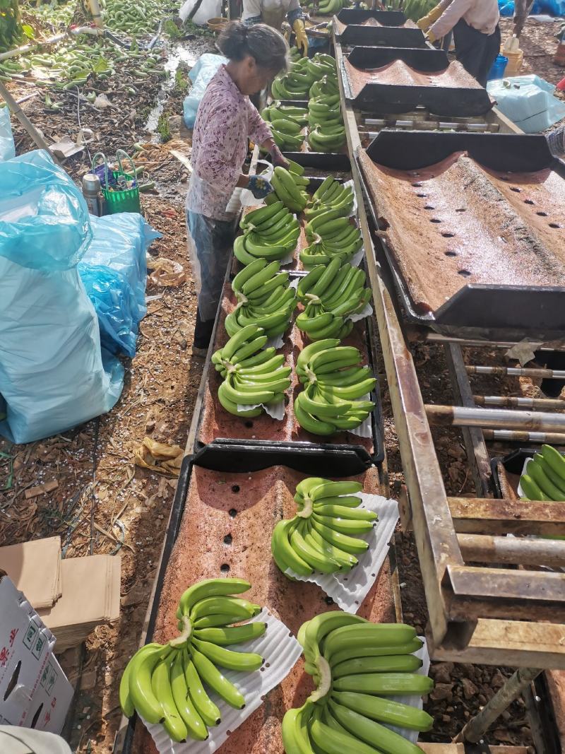 广西香蕉大量上市，欢迎各位老板对接采购，各种档次质量都有