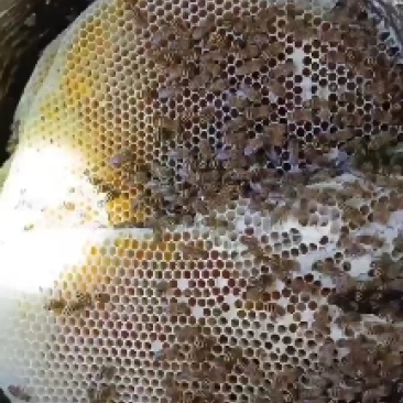 土生土长的最古老的中蜂，家里几代人的精神传承，采用的还是