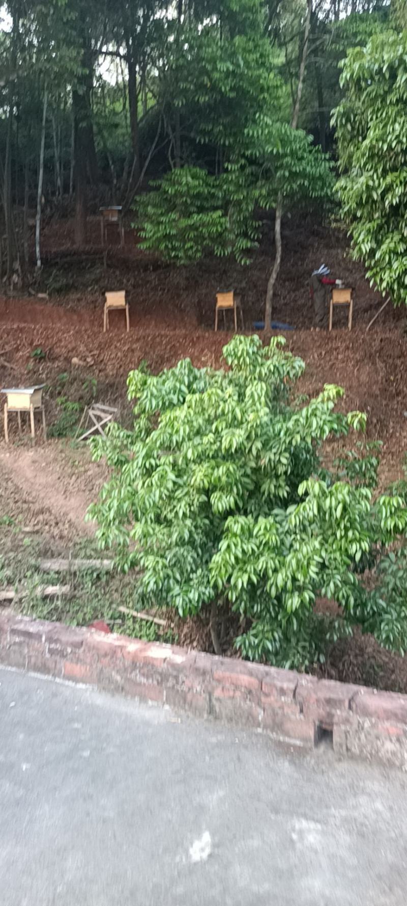 土生土长的最古老的中蜂，家里几代人的精神传承，采用的还是