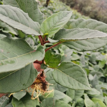 虎杖苗、驯化高产虎杖苗肉虎杖，基地直销。
