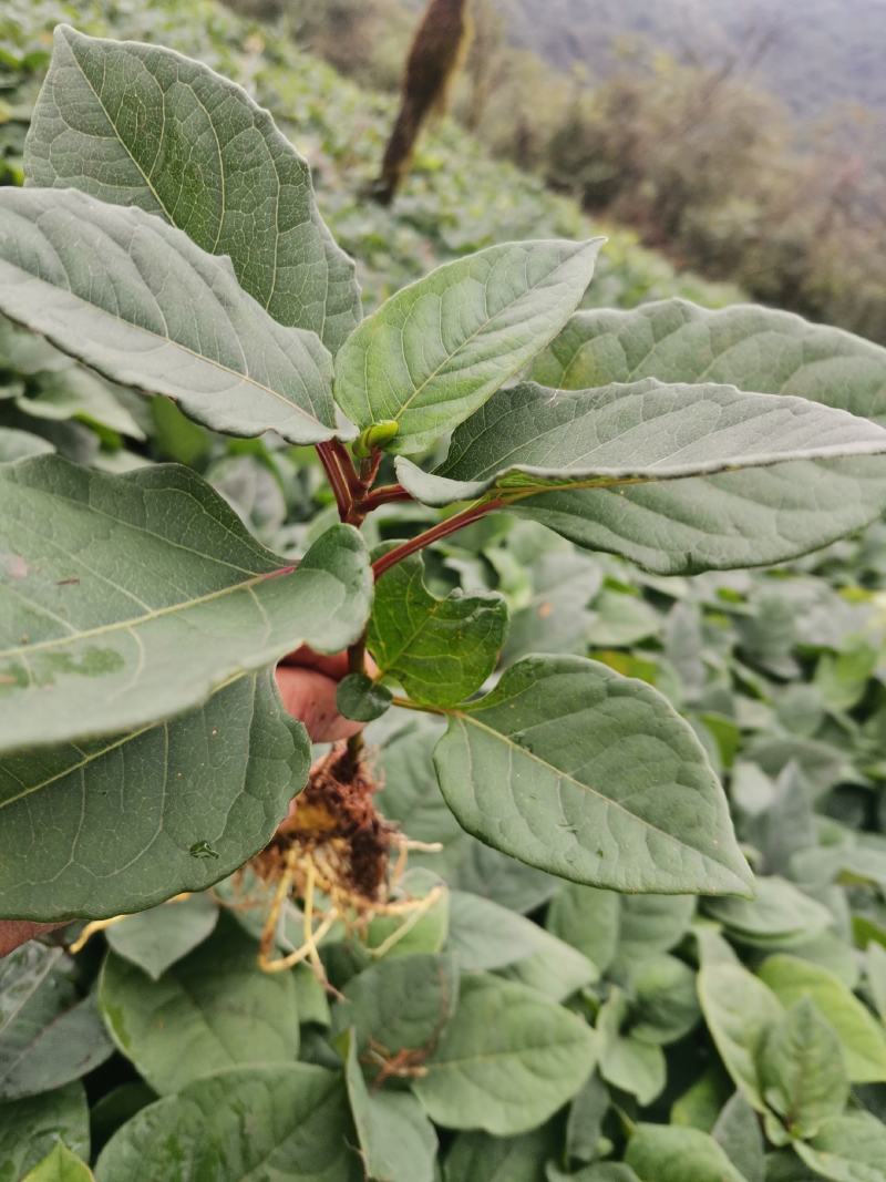 虎杖苗、驯化高产虎杖苗肉虎杖，基地直销。
