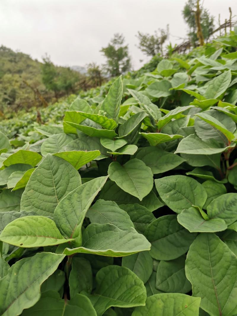 虎杖苗、驯化高产虎杖苗肉虎杖，基地直销。