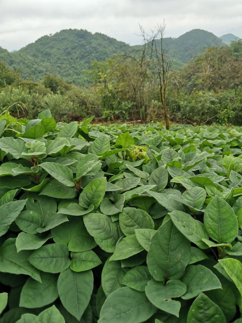 虎杖苗、驯化高产虎杖苗肉虎杖，基地直销。