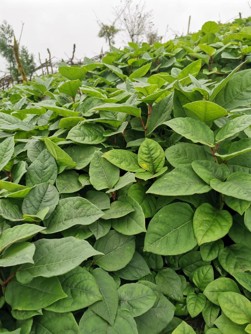 虎杖苗、驯化高产虎杖苗肉虎杖，基地直销。